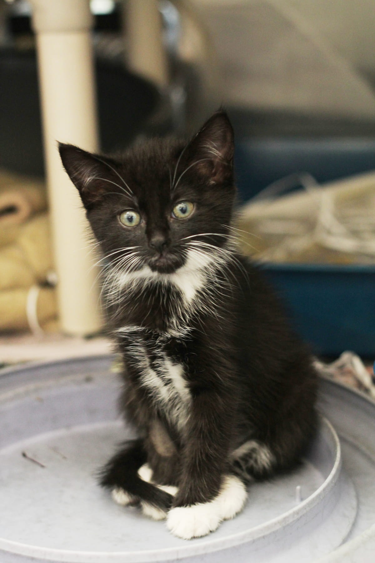 Gallery image: Kittens Available For Adoption - New Plymouth