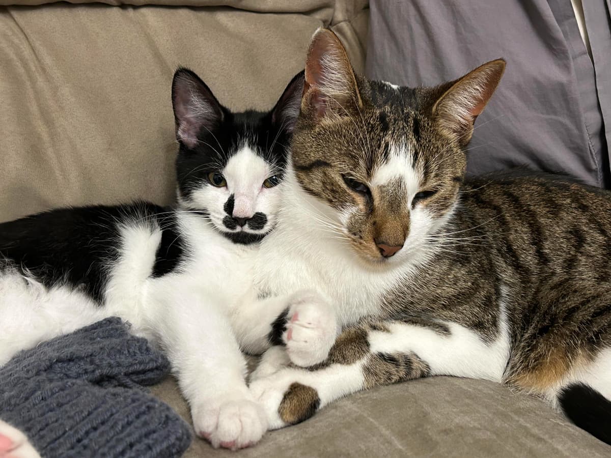 Happy adoption story: Kirby and Nick