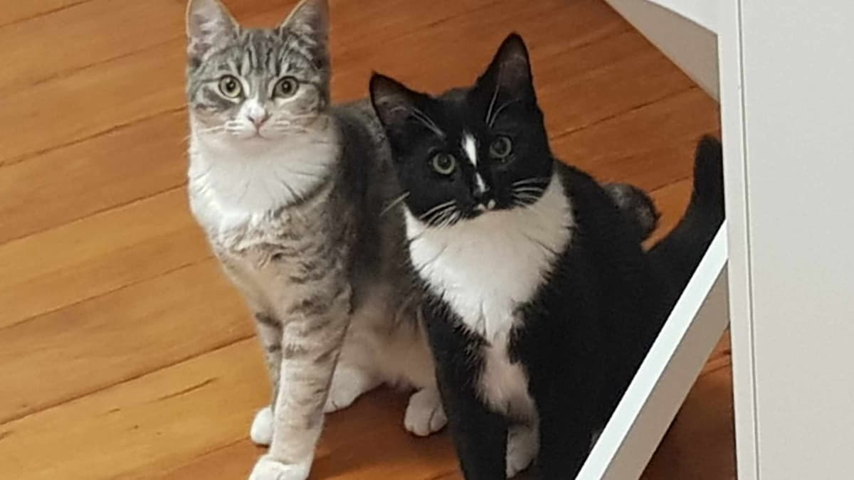 Happy adoption story: Dapper and Lily