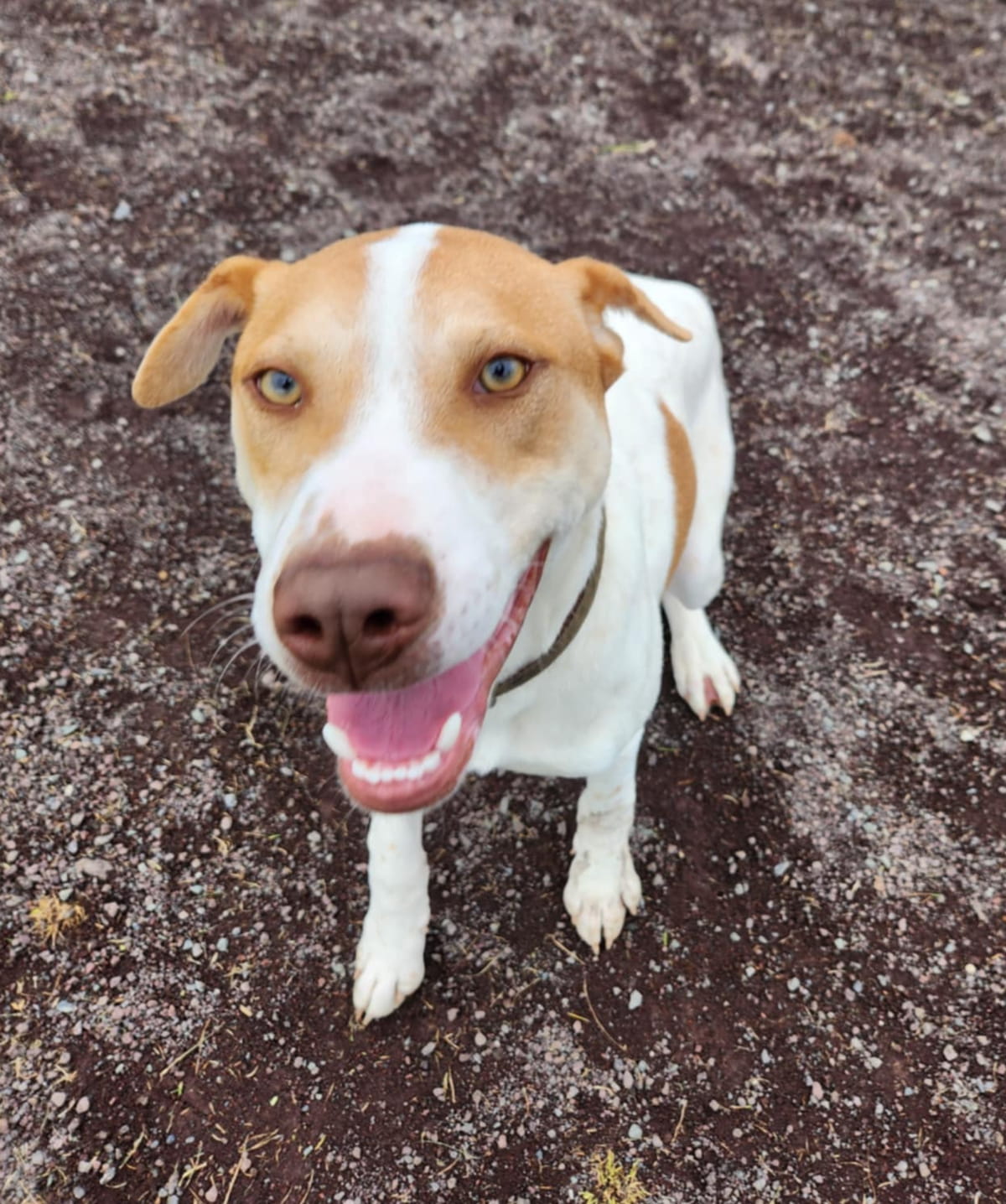 Adopt: Dog Austin Whangarei • SPCA New Zealand • SPCA New Zealand