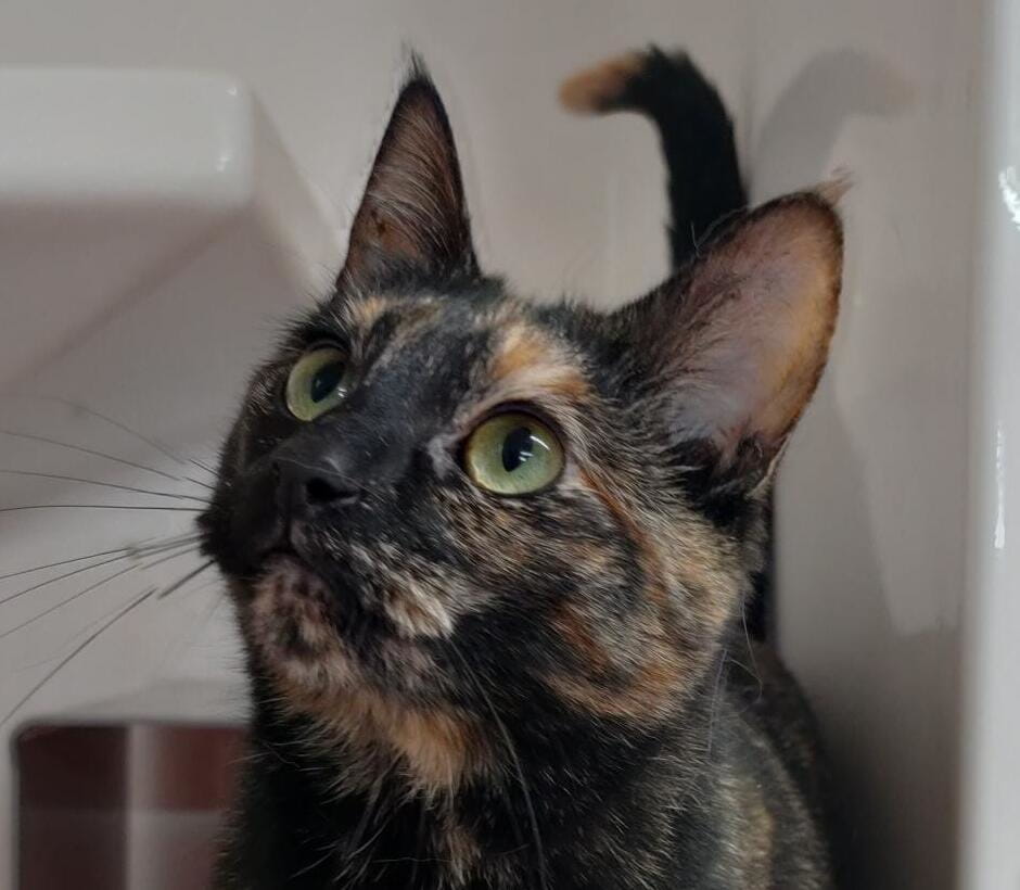 Gallery image: Miss Tortie