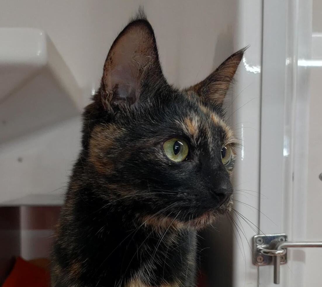 Gallery image: Miss Tortie