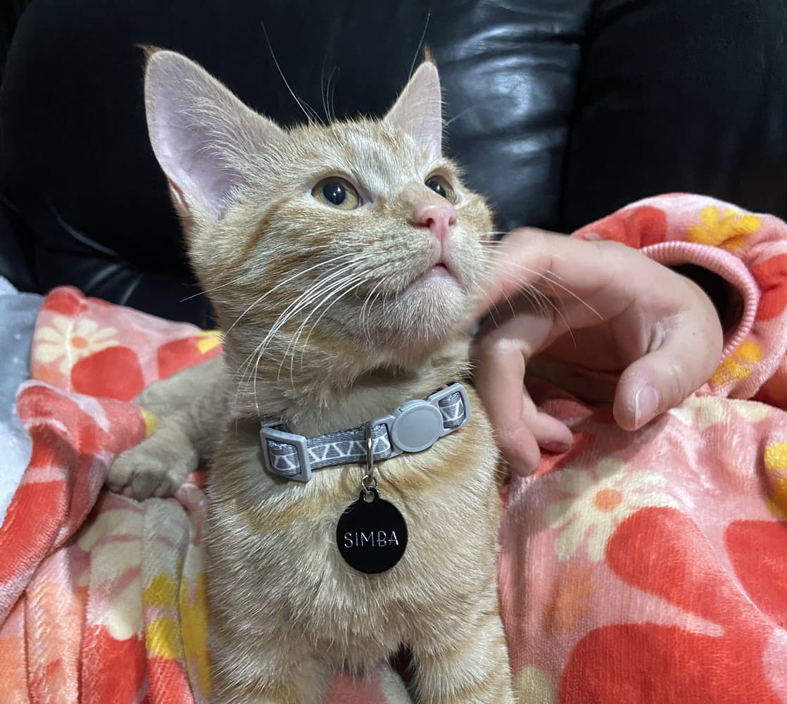 Happy adoption story: Theodore (Simba)