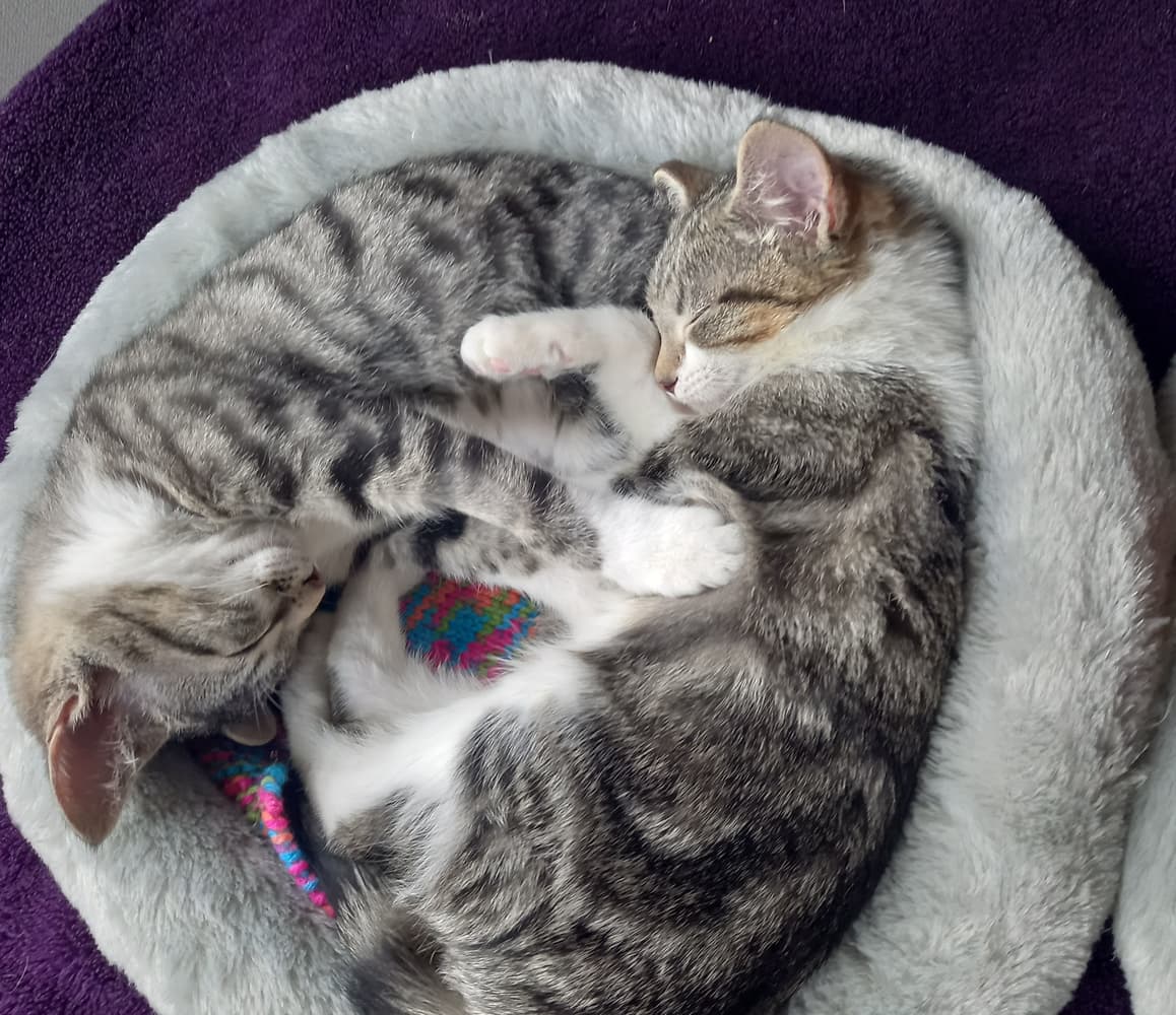 Happy adoption story: Chloe and Zoe