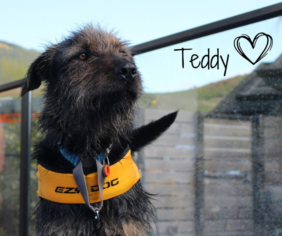 Gallery image: Teddy