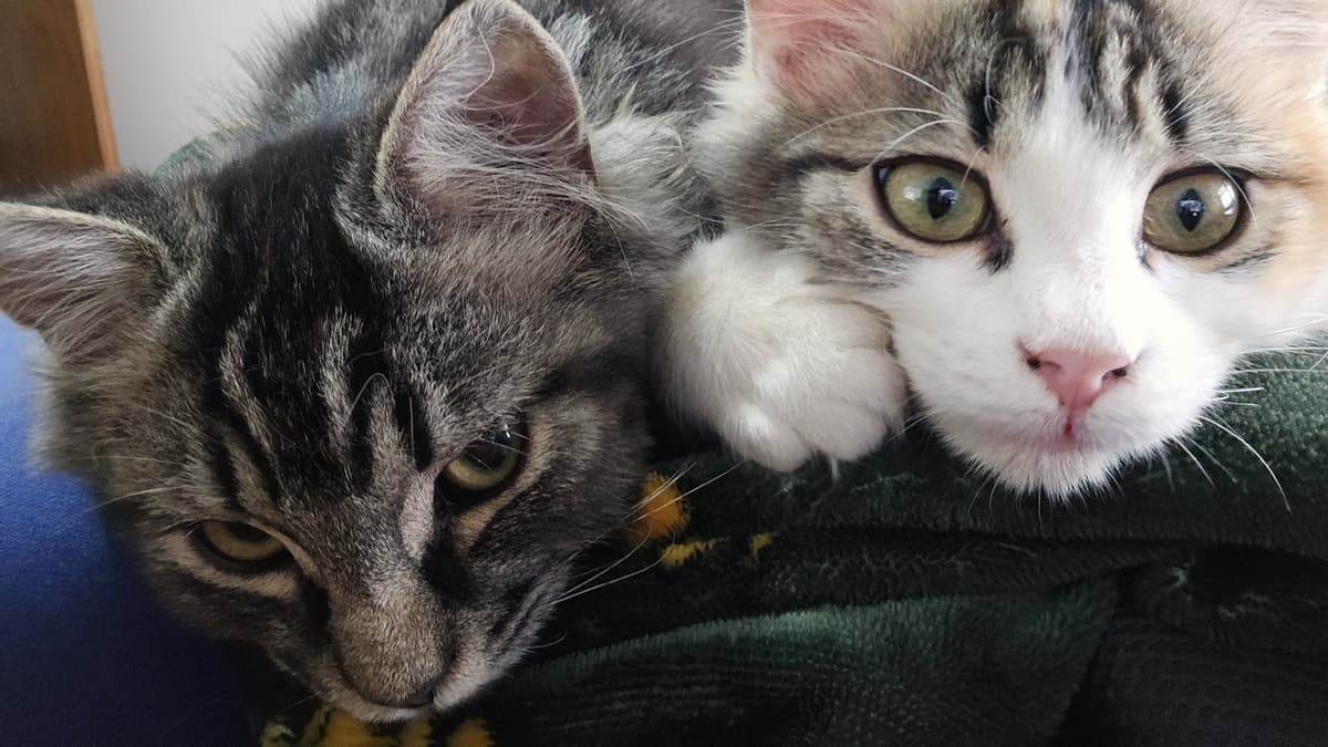 Happy adoption story: Odin and Freya