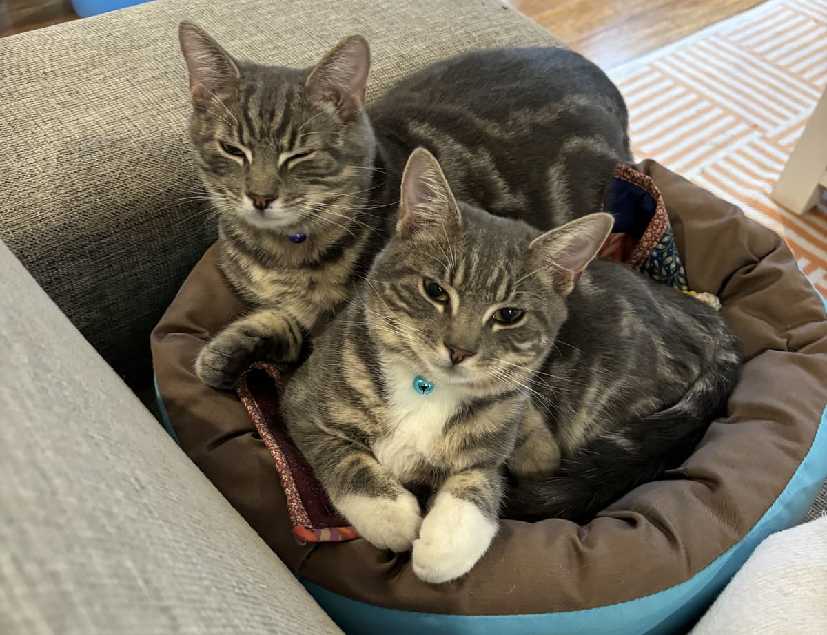 Happy adoption story: Socks and Stripes