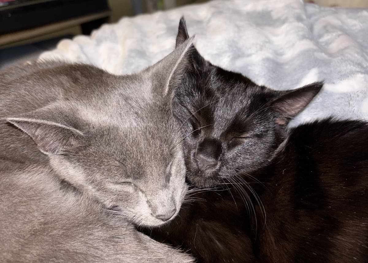 Happy adoption story: Hades and Persephone