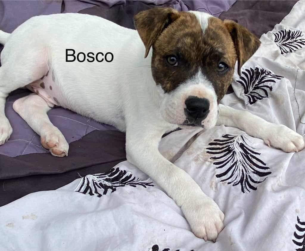 Gallery image: Bosco