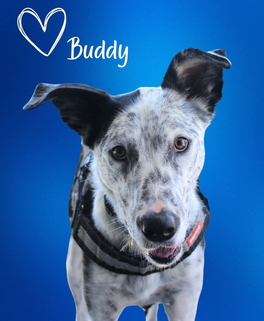 Gallery image: Buddy