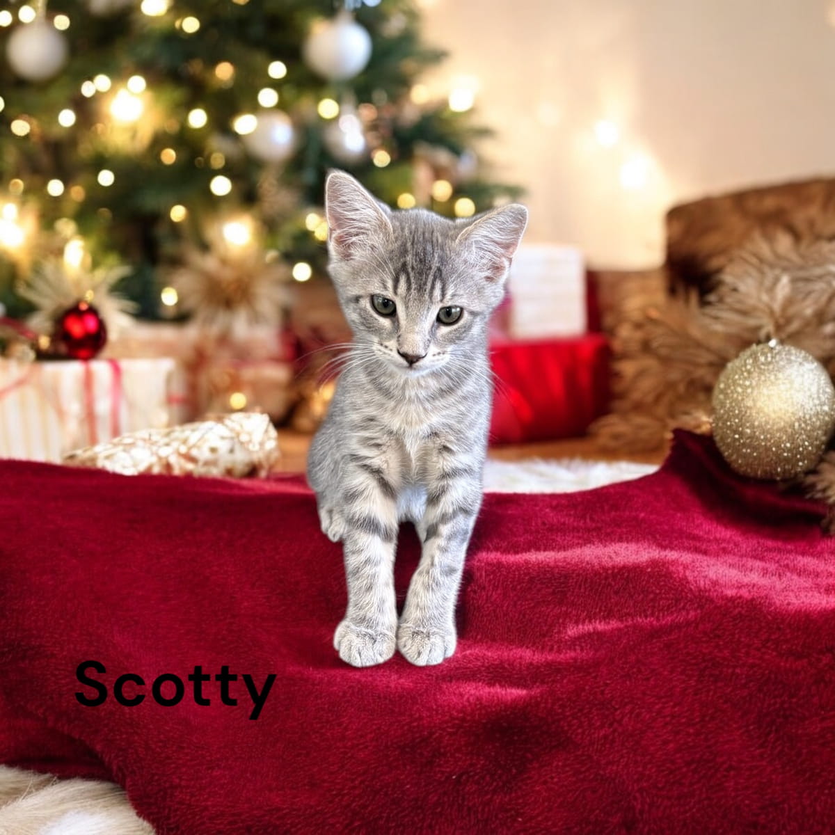 Gallery image: Scotty