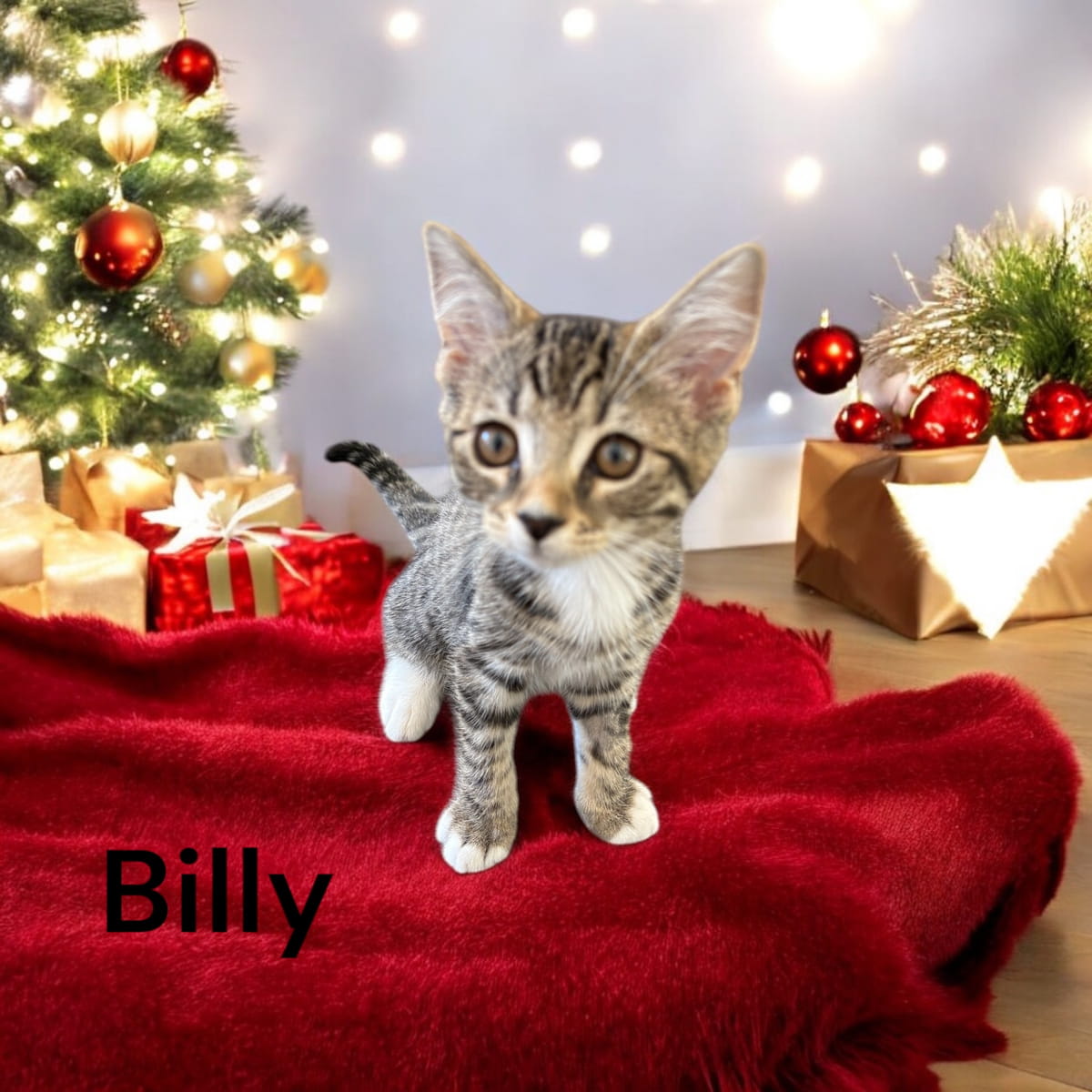 Gallery image: Billy