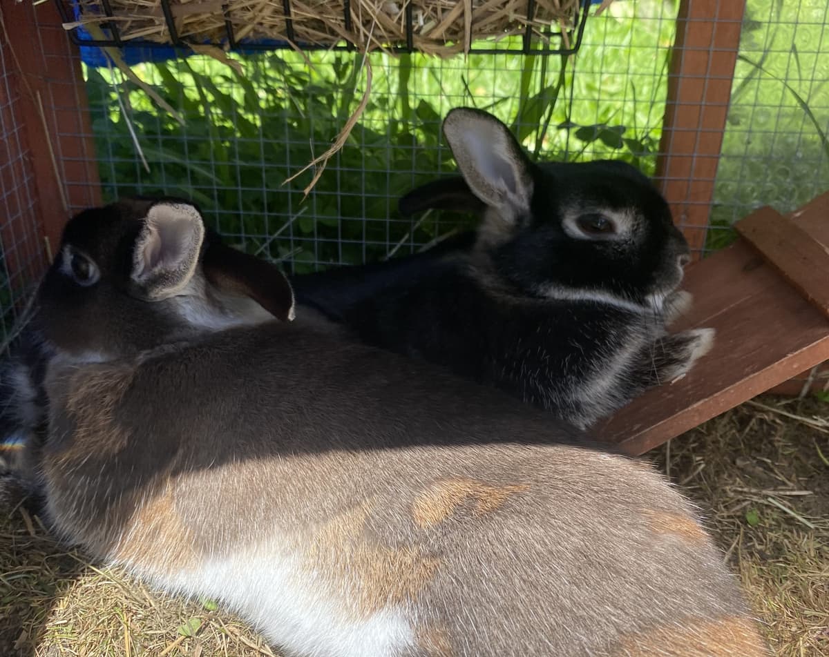 Happy adoption story: Malteser and Twix