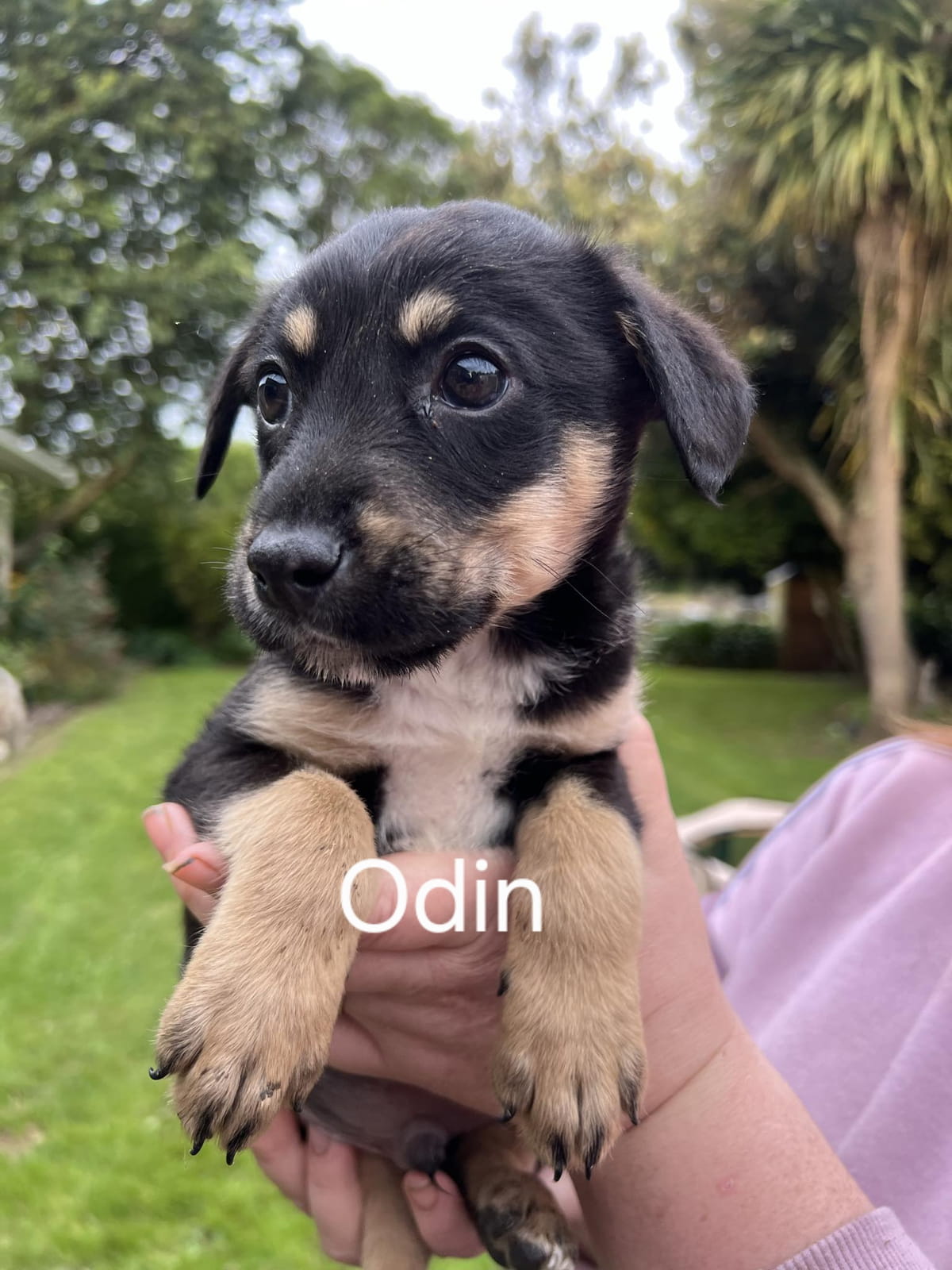 Gallery image: Odin 