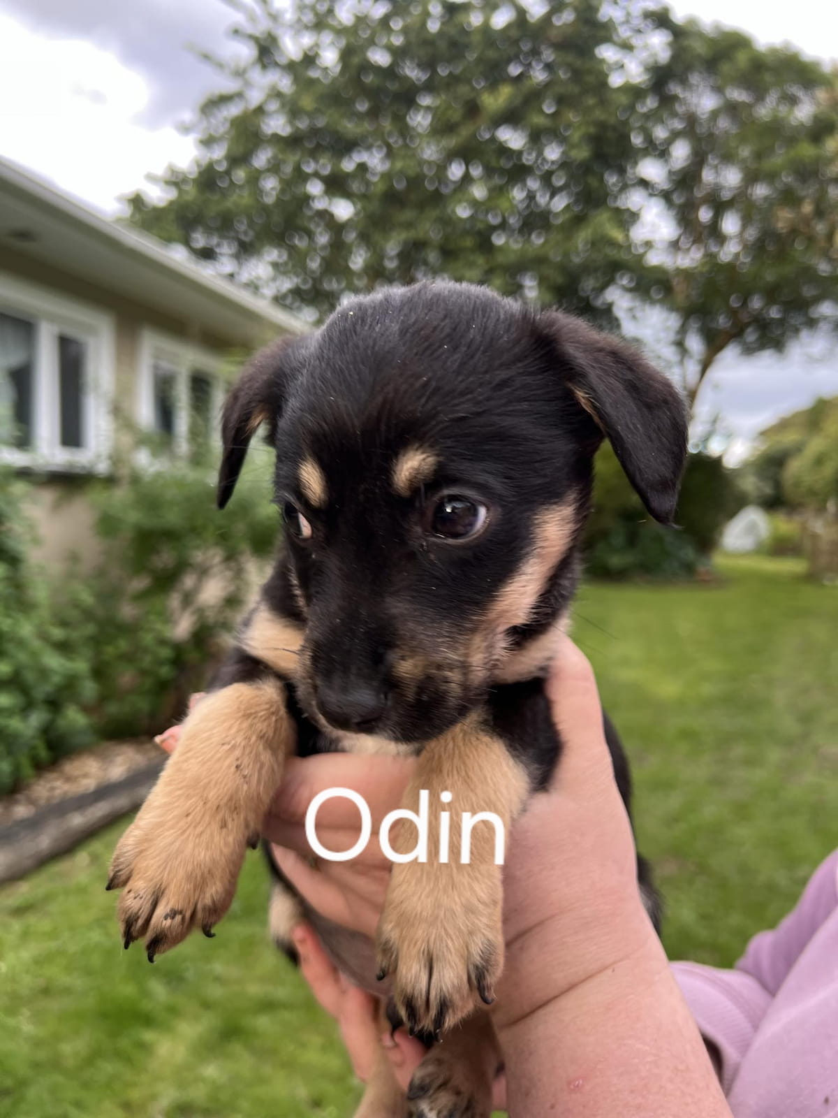 Gallery image: Odin 