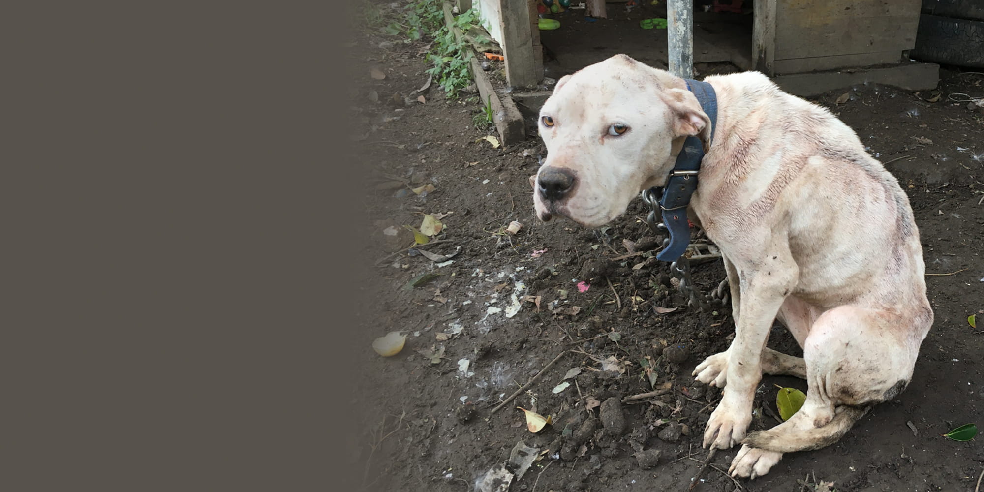 Help chained dogs now