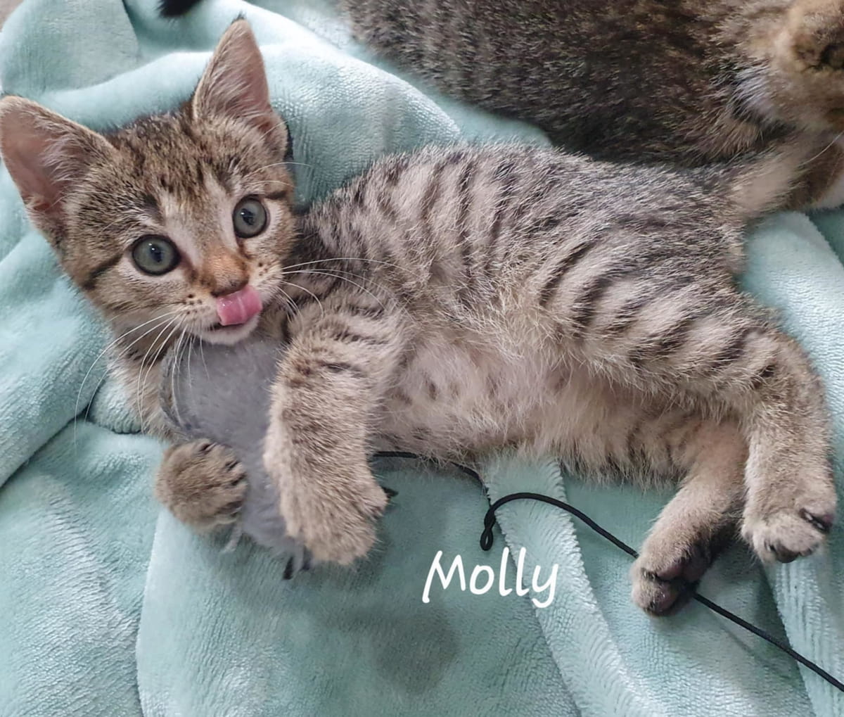 Gallery image: Molly