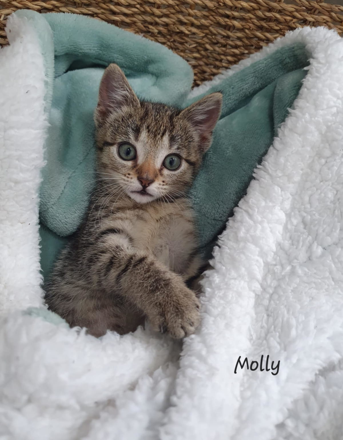 Gallery image: Molly