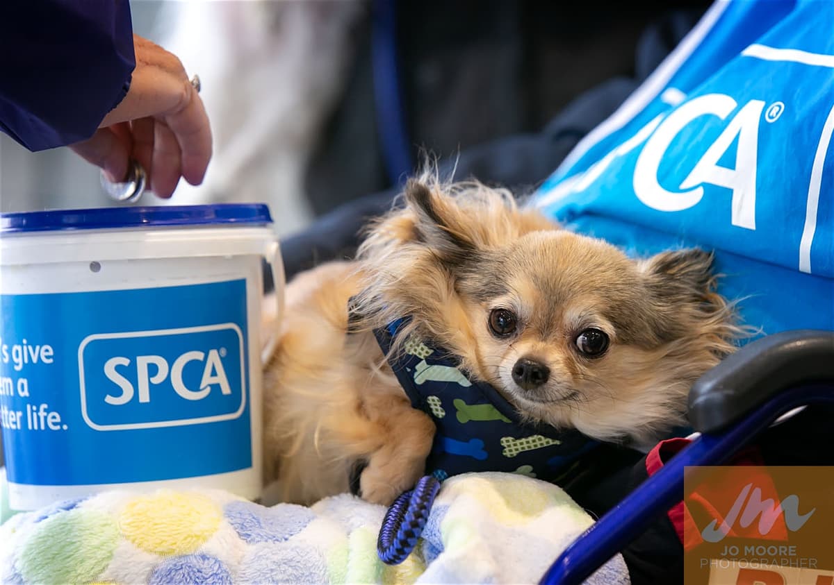 News SPCA calls for animal lovers to collect for Annual Street Appeal