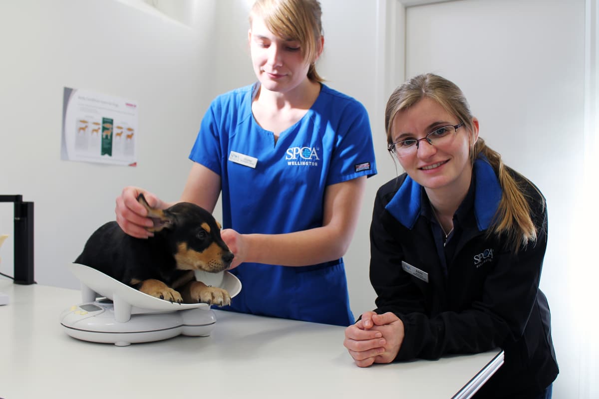 Service: Wellington Veterinary Clinic • SPCA New Zealand