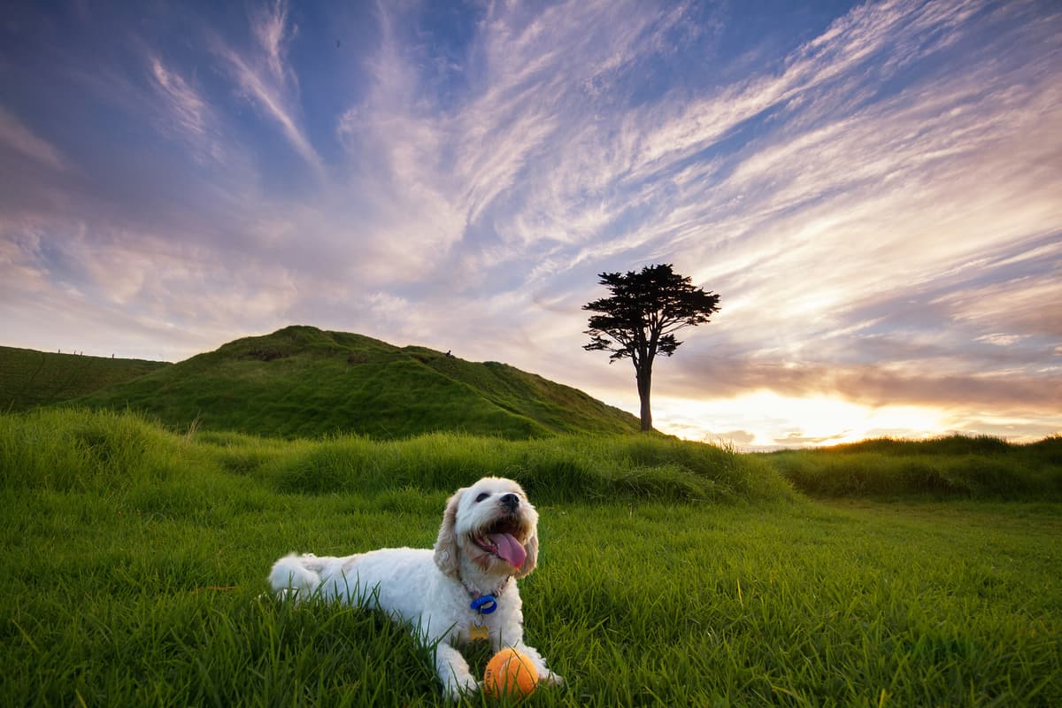 how to take care of dogs during summer