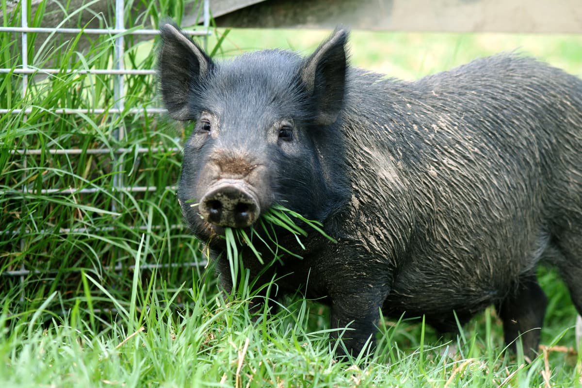 News: Pig-ture Perfect - How to Care for Our Intelligent Piggy Friends ...