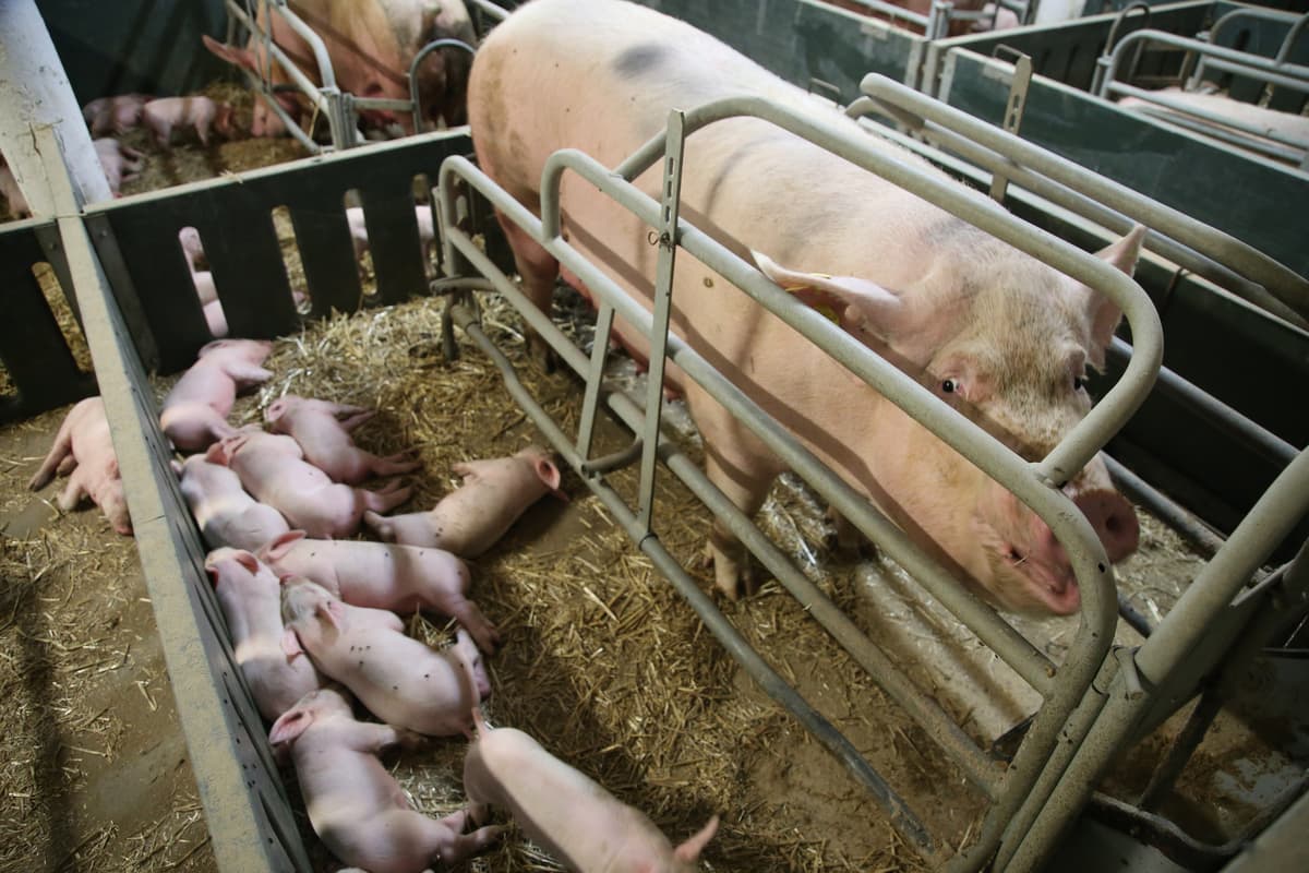 News: Farrowing crates: Time is ticking to put an end to this 