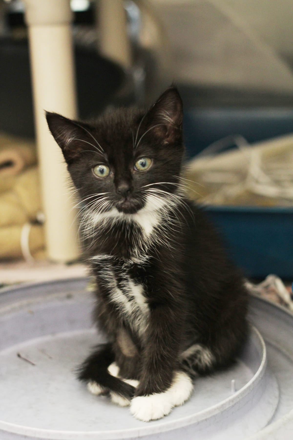 Gallery image: Kittens Available For Adoption - Nelson