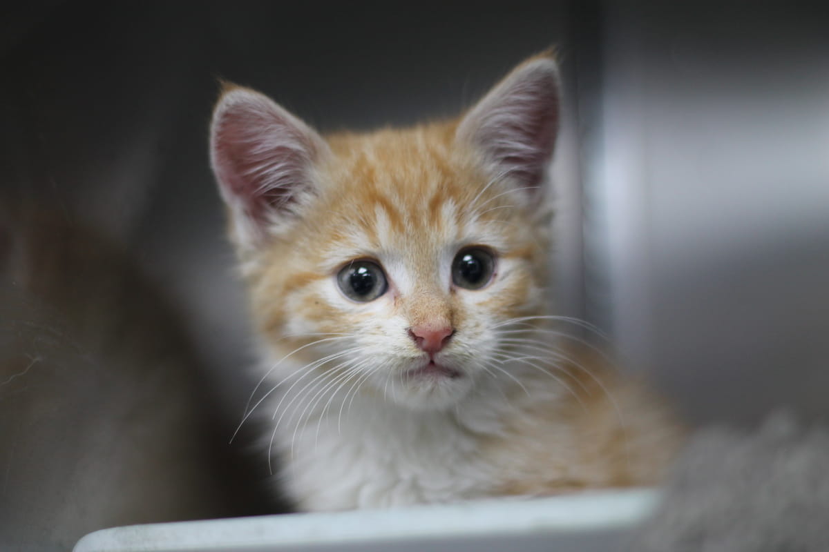 Gallery image: Kittens Available For Adoption - New Plymouth