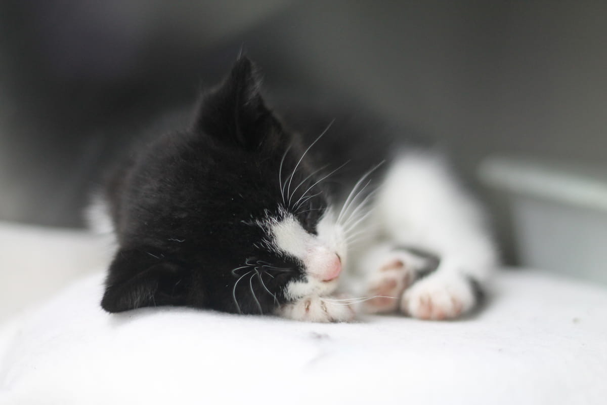 Black and white store kittens for adoption