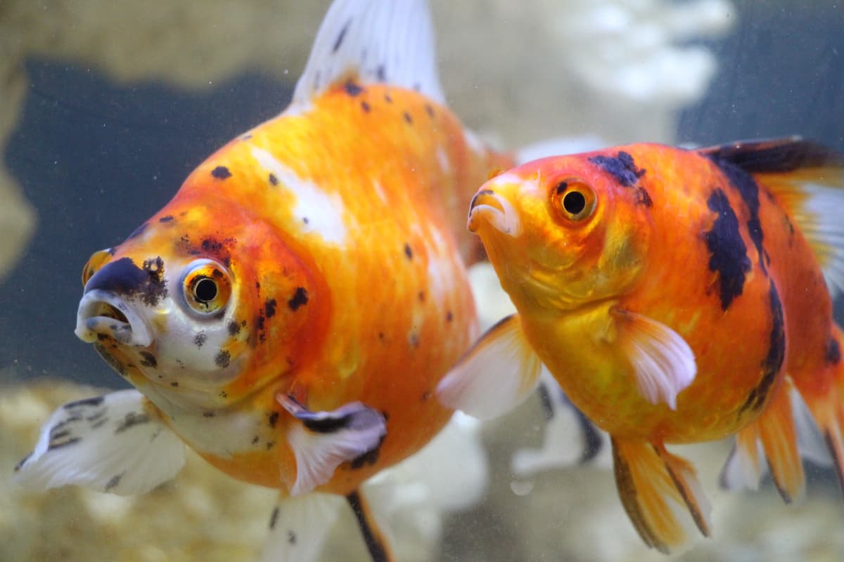 News Five things I learnt owning goldfish • SPCA New Zealand