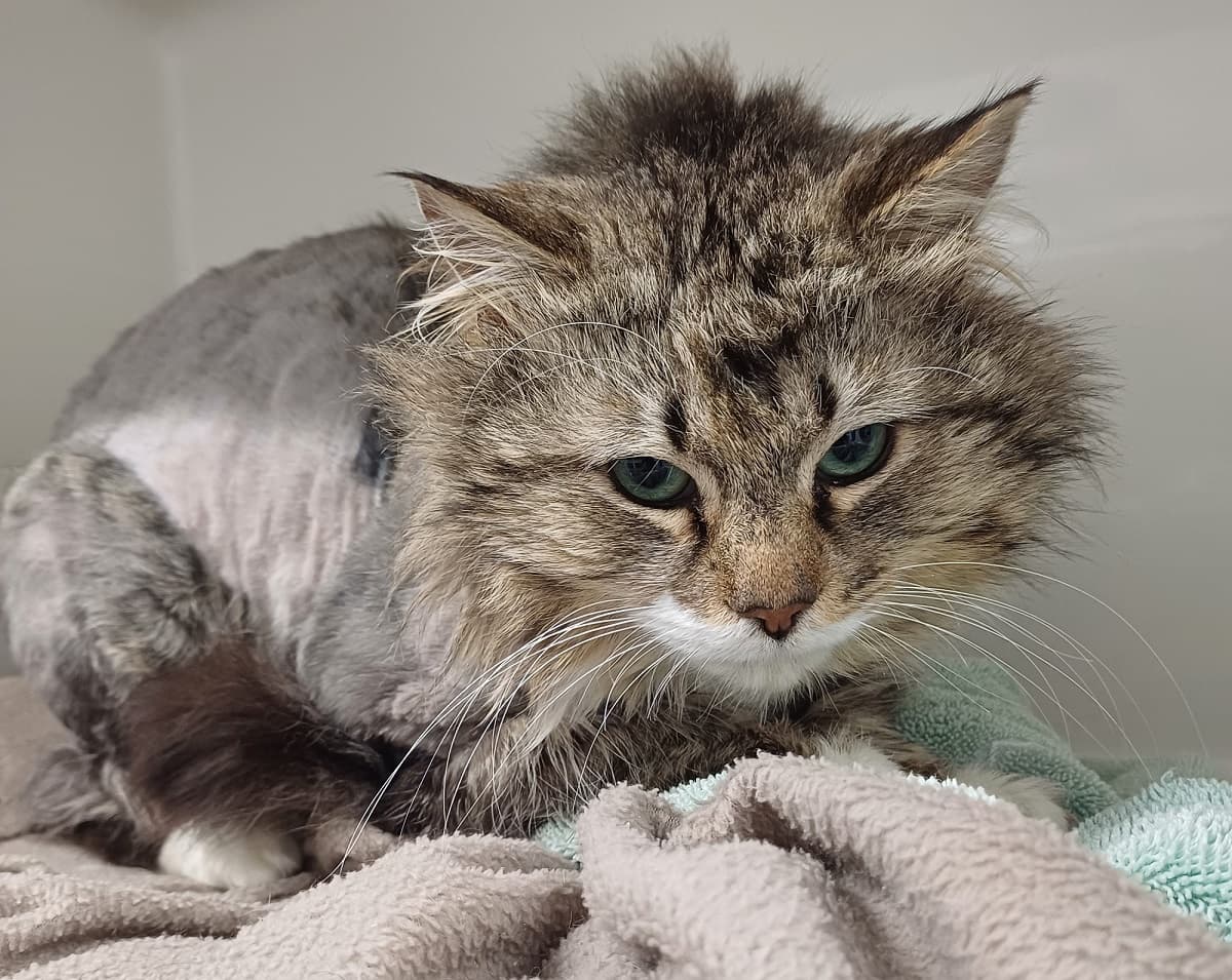 When matted fur takes its toll: Duncan’s story • SPCA New Zealand