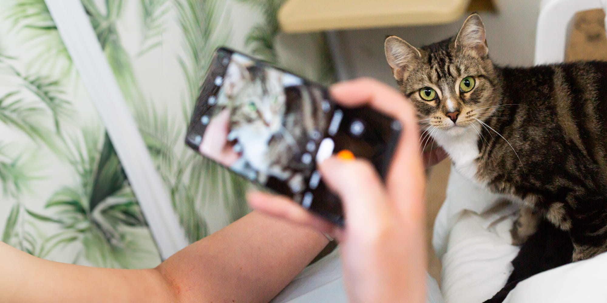 Is your pet picture pawfect?