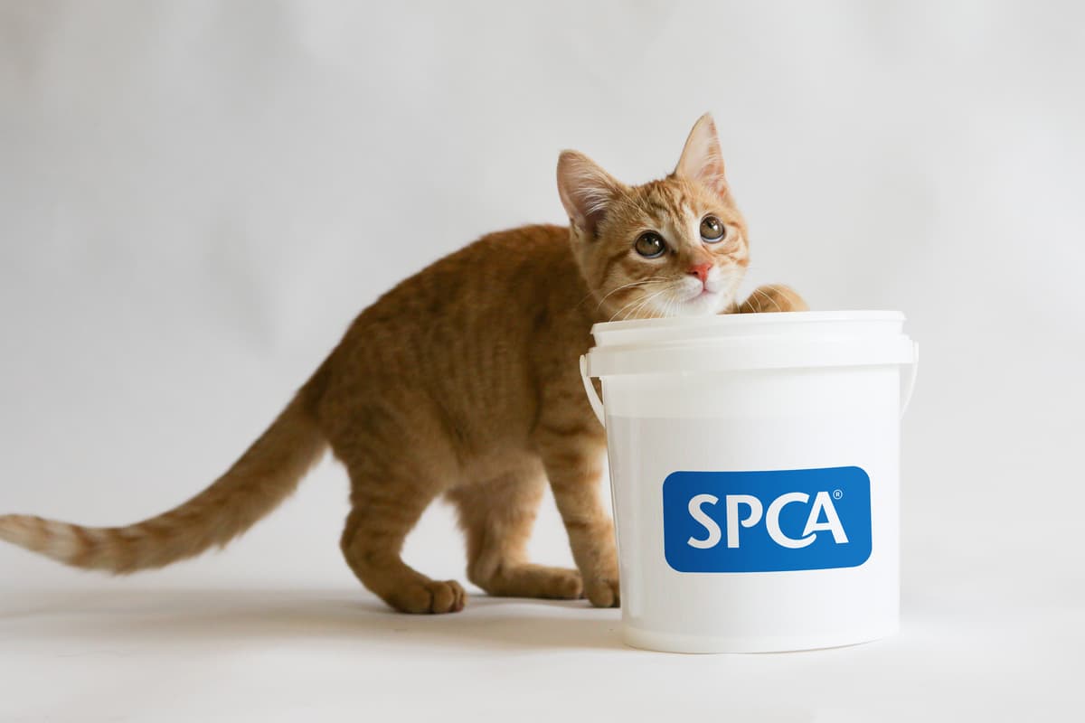 How You Can Help • SPCA New Zealand