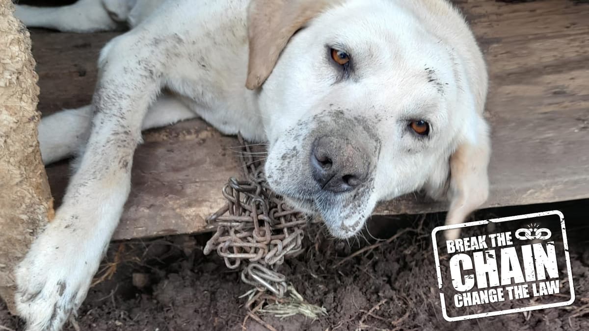 Surrendering a dog to the best sale spca nz